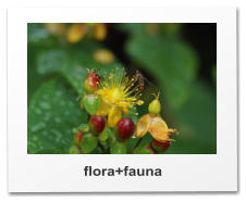 flora+fauna